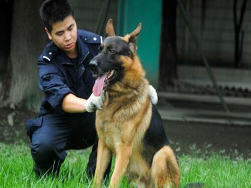 警犬